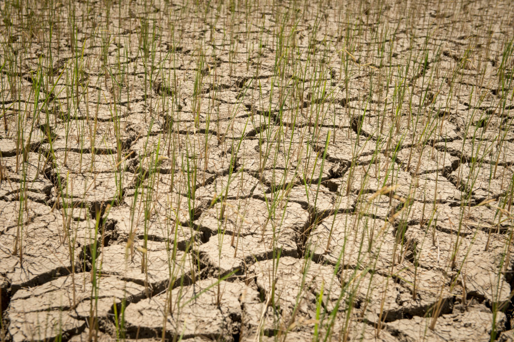 Article : COP 26 pour 2021 : un report qui ne rassure pas